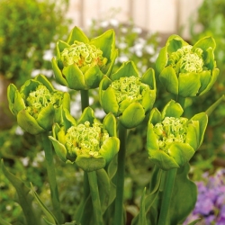 Tulip - Green Bizarre - GIGA Pack! - 250 pcs