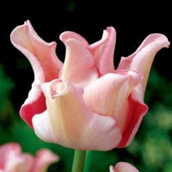 Tulip - Witty Picture - Large Pack! - 50 pcs