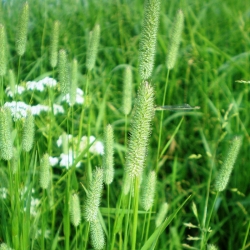 Timothy grass 'Karta' - 10kg seeds (Phleum pratense)