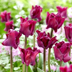 Tulip - Negrita Crown - GIGA Pack! - 250 pcs