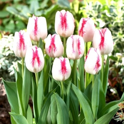 Tulip - Salvo - GIGA Pack! - 250 pcs