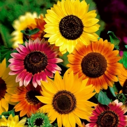 Floarea soarelui ornamentală - amestec de soiuri colorate - 1 kg - 
