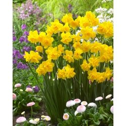 Daffodil - Golden Delicious - GIGA Pack! - 250 pcs
