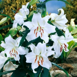 Oriental Lily - Casa Blanca - GIGA Pack! - 50 pcs.