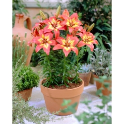 Asiatic Lily - Forever Linda - Large Pack! - 10 pcs.