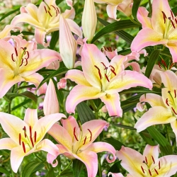 Oriental Lily - Hocus Pocus - Large Pack! - 10 pcs.