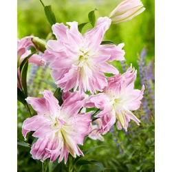 Lily - Lotus Elegance - Oriental, Double - Large Pack! - 10 pcs.