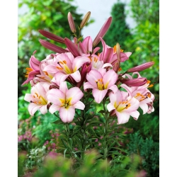 Trumpet Lily - Pink Planet - GIGA Pack! - 50 pcs.