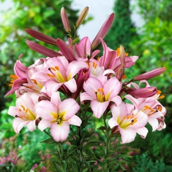 Trumpet Lily - Pink Planet - GIGA Pack! - 50 pcs.