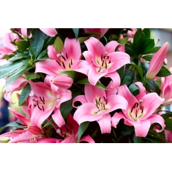 Tree Lily - Pink Palace - Large Pack! - 10 pcs.