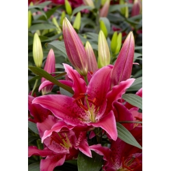Lily - One Love - Oriental, Fragrant - Large Pack! - 10 pcs.