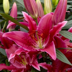 Lily - One Love - Oriental, Fragrant - GIGA Pack! - 50 pcs.