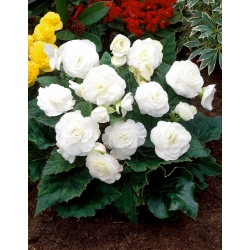Többvirágú Begónia - Multiflora Maxima - Fehér - Nagy kiszerelés - 20 db.