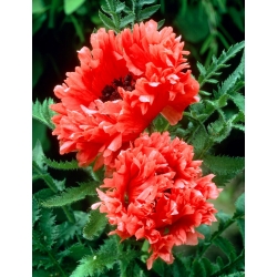 Oriental Poppy - Garden Glory - Large Pack! - 10 pcs