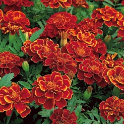 French marigold Red Cherry - 1 kg