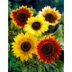 Ornamental sunflower -  Autumn Beauty - 100 g