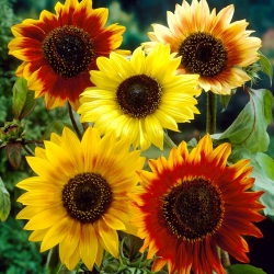 Okrasná slnečnica - Jesenná kráska - 1 kg - 