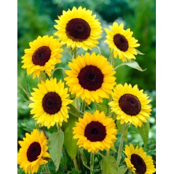 Dekoratīvā saulespuķe - Henrijs Vailds - 100 g - 
