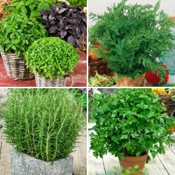 Herb seeds - selection of 4 varieties