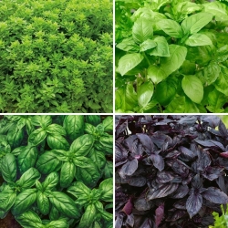 Basil seeds - selection of 4 varieties