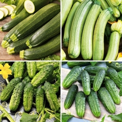 Squash (zucchini) og agurkfrø - utvalg av 4 varianter - 