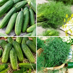 Semená uhoriek a kôpru - výber zo 4 odrôd - 