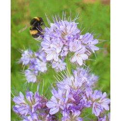 Varádicslevelű mézontófű - méhlegelő - 1kg mag (Phacelia tanacetifolia)