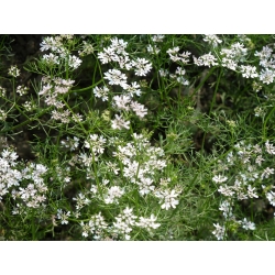 Blakinė kalendra - medingas augalas - 1 kg sėklų (Coriandrum sativum)