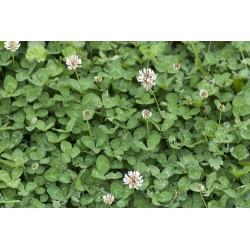 Baltasis dobilas 'Apolo' - 500 g sėklų (Trifolium repens)