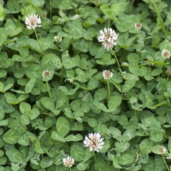Jetel plazivý 'Apolo' - 500g semínek (Trifolium repens)