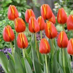 Tulipan "Worlds Friend" - 5 čebulic
