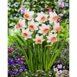 Daffodil - Iwona - Large Pack! - 50 pcs