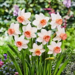 Daffodil - Iwona - Large Pack! - 50 pcs