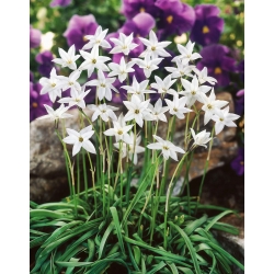 Ipheion - White Star - 10 gėlių svogūnėlių