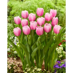 Tulipan "Argos" - 5 čebulic