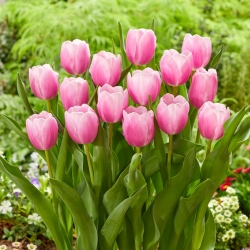 Tulipan "Argos" - 5 čebulic