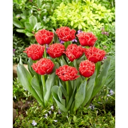 Tulpė - Bendigo - 5 gėlių svogūnėlių