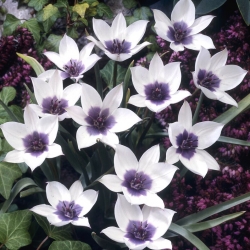 Tulipán - Alba Coerulea Ocul - 5 květinových cibulek