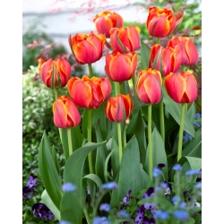 Tulpe - "Queensday" - 5 Stk