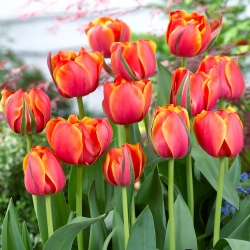 Tulipán - Queensday - 5 květinových cibulek