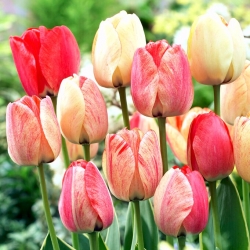 Tulipán - Silverstream - 5 květinových cibulek