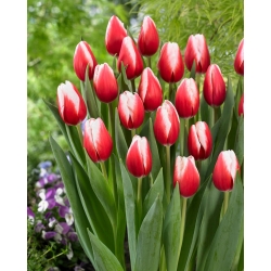 Tulipán - Timeless - 5 květinových cibulek