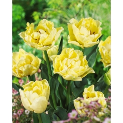 Tulpė - Avant Garde - 5 gėlių svogūnėlių