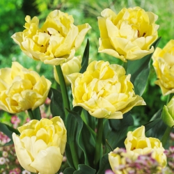 Tulpė - Avant Garde - 5 gėlių svogūnėlių