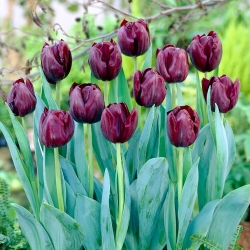 Tulipan "Blackjack" - 5 čebulic