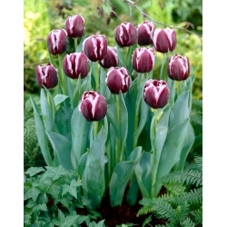 Tulipan "Jackpot" - 5 čebulic