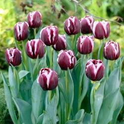 Tulipán - Jackpot - 5 květinových cibulek