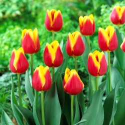Tulipa - Residence - 5 peças