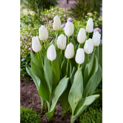 Tulipán - White Dynasty - 5 piezas