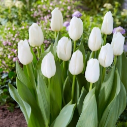 Tulipán - White Dynasty - 5 piezas